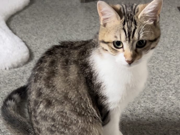 Hauskatze Divii