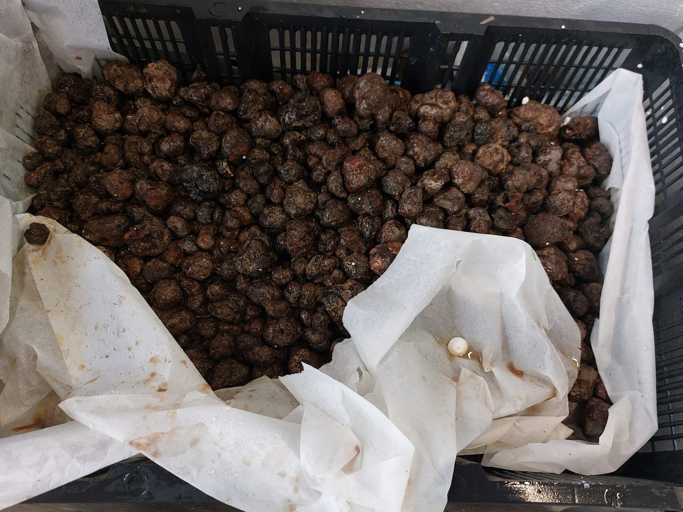 Der Zoll griff 52 Kilogramm Trüffel auf. Der Zoll griff 52 Kilogramm Trüffel auf.