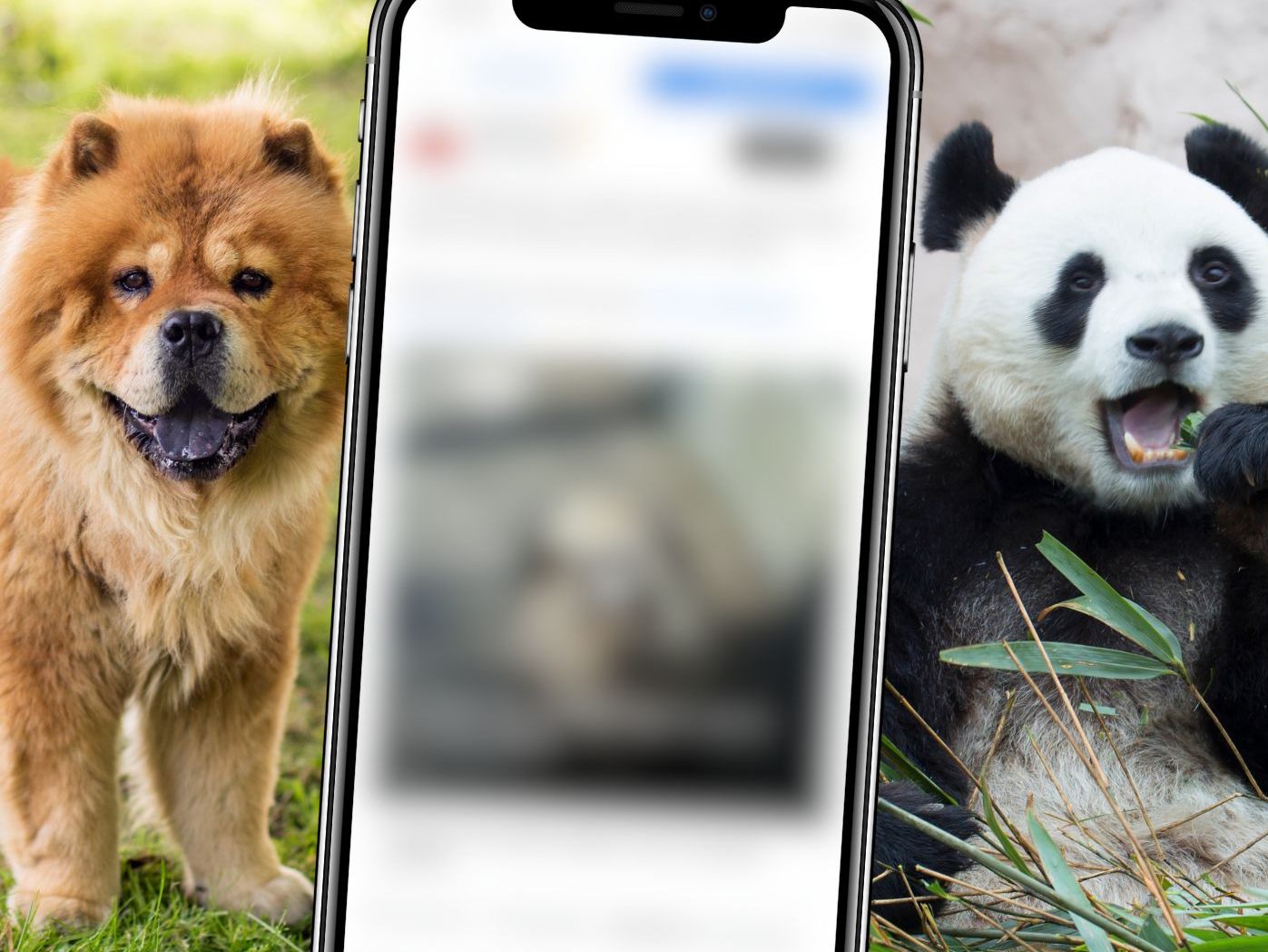 Cleveres Marketing oder Tierquälerei: Ein chinesischer Zoo sorgt momentan für jede Menge Diskussionen im Netz.