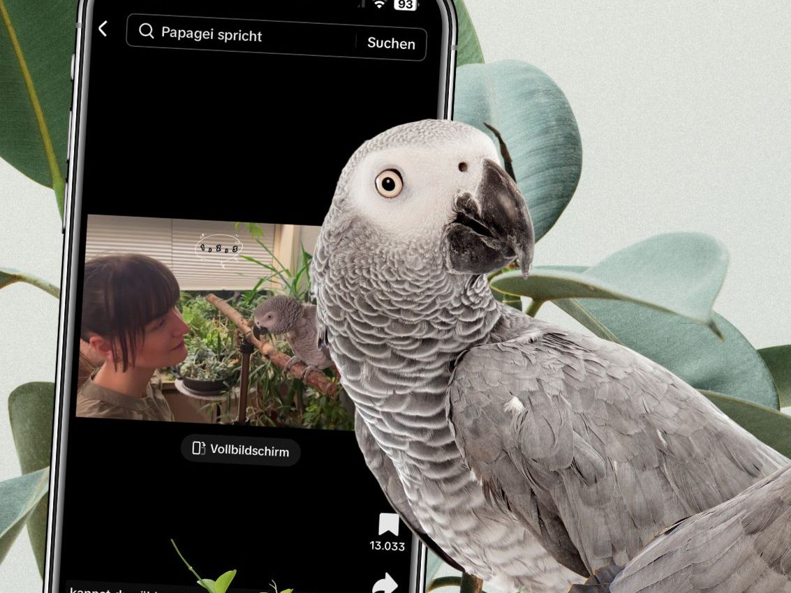 Ein neues Video, das auf sozialen Medien Wellen schlägt, zeigt einen außergewöhnlich talentierten Papagei namens Birdie Bird, der nicht nur plappern kann, sondern auch echte Sprachübungen mit seiner Besitzerin durchführt. Ein neues Video, das auf sozialen Medien Wellen schlägt, zeigt einen außergewöhnlich talentierten Papagei namens Birdie Bird, der nicht nur plappern kann, sondern auch echte Sprachübungen mit seiner Besitzerin durchführt.