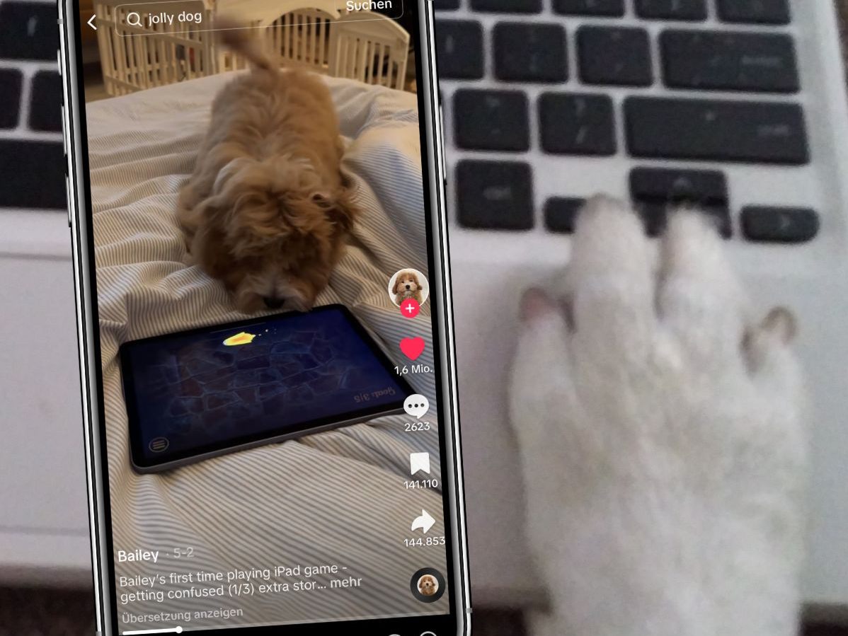 Ein entzückendes Video zeigt einen Hund, der das erste Mal das iPad-Spiel "Jelly Pet" spielt und dabei vor Aufregung kaum stillhalten kann. Ein entzückendes Video zeigt einen Hund, der das erste Mal das iPad-Spiel "Jelly Pet" spielt und dabei vor Aufregung kaum stillhalten kann.