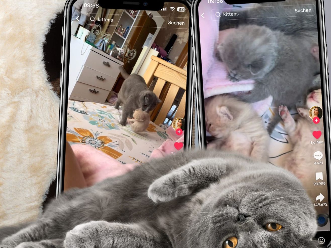 Ein rührendes Video fängt den Moment ein, als eine Katzenmutter ihre neugeborenen Kätzchen ihrem Besitzer präsentiert, indem sie sie eines nach dem anderen auf sein Bett bringt. Ein rührendes Video fängt den Moment ein, als eine Katzenmutter ihre neugeborenen Kätzchen ihrem Besitzer präsentiert, indem sie sie eines nach dem anderen auf sein Bett bringt.