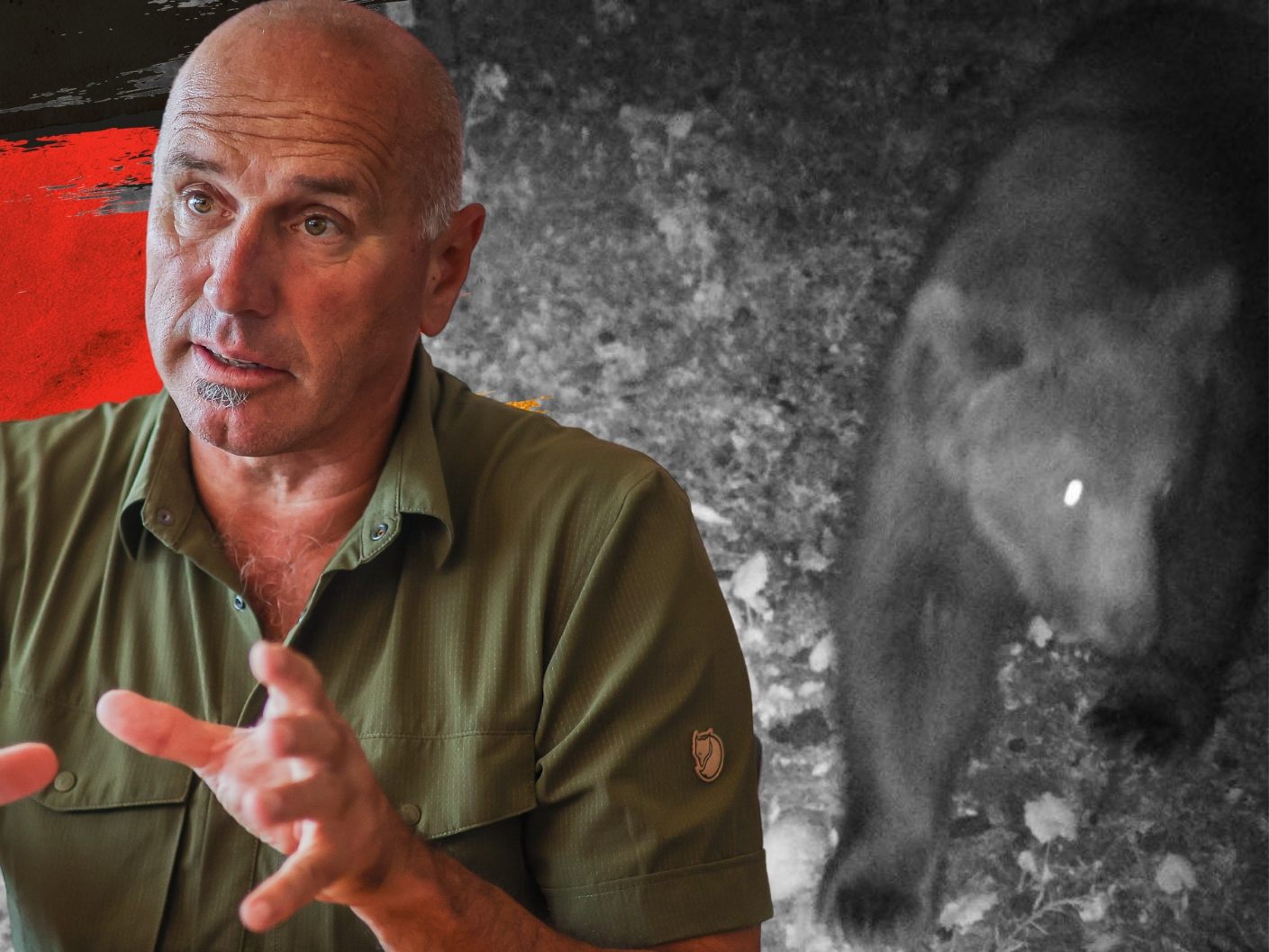 Der in Lech gesichtete Braunbär könnte laut Hubert Schatz nach Deutschland weiterziehen.
