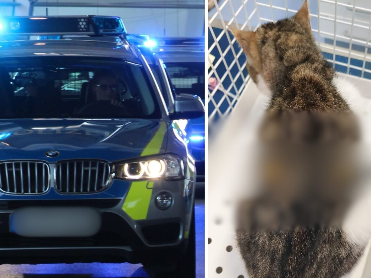 Der Pfeil steckte noch im Rücken der Katze fest.
