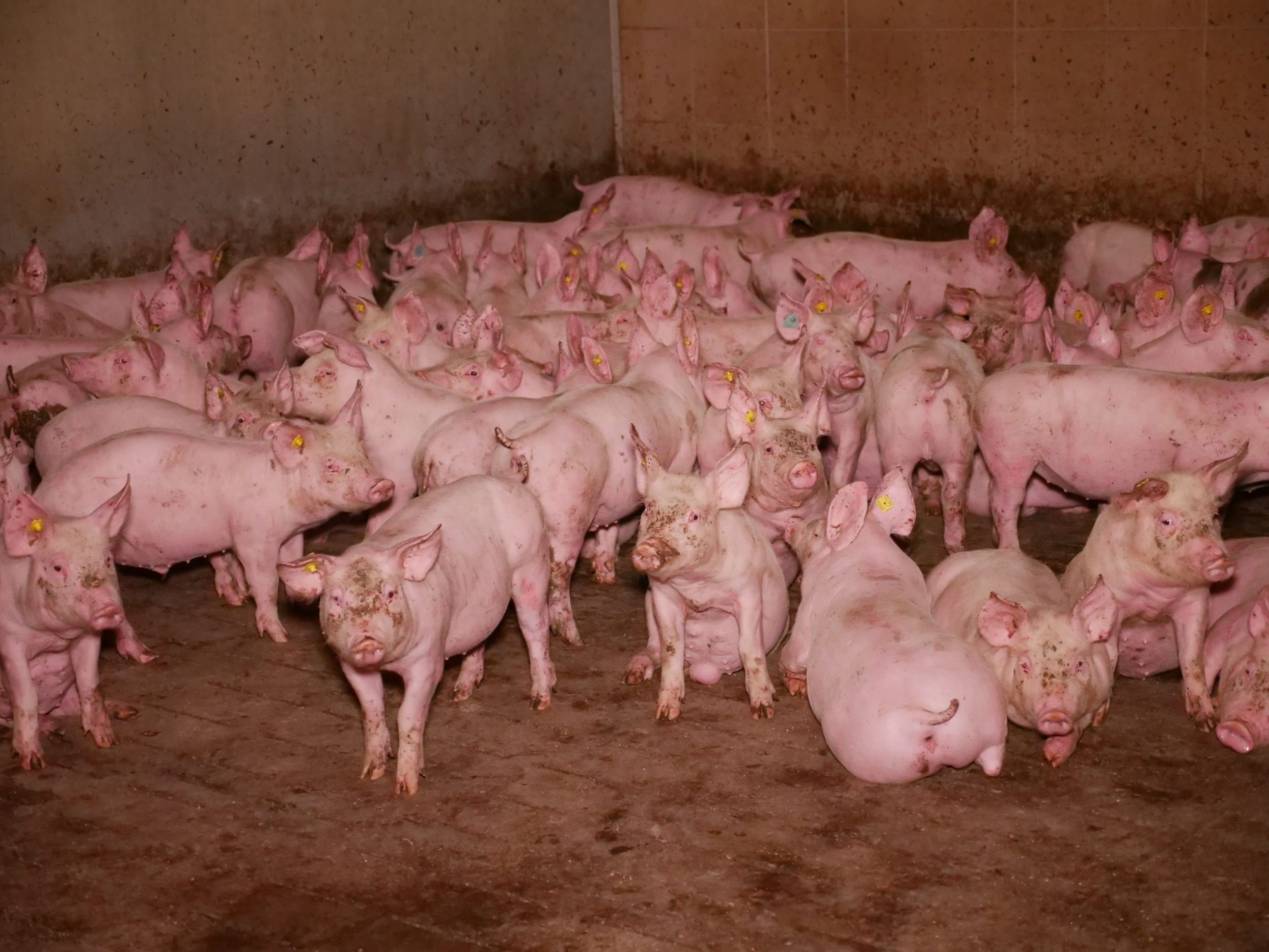 Der VGT ortete Missstände in einem Schweinemast-Betrieb in Niederösterreich.
