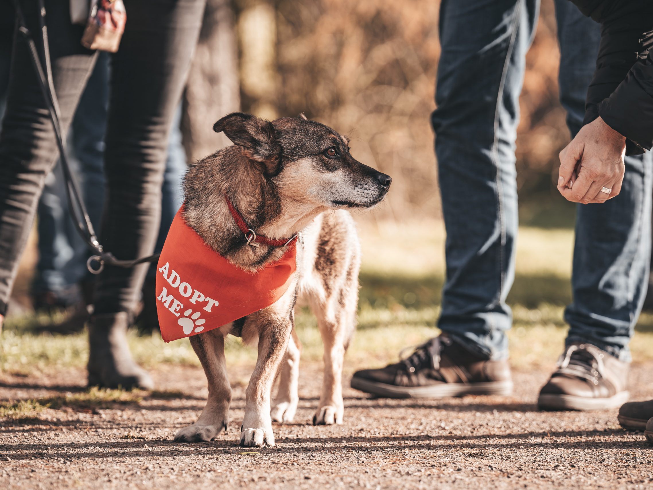 Die Adoptionshunde tragen beim "Bark Date" im Prater ein rotes Halstuch.