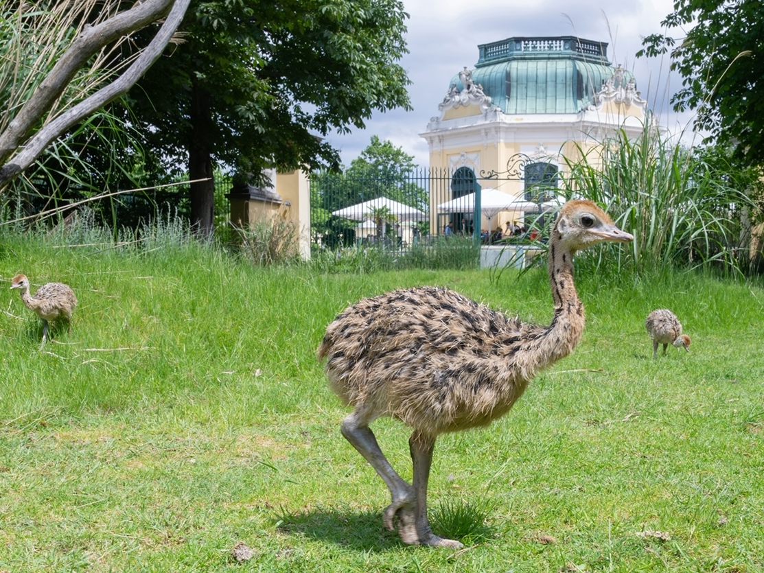 Der Wiener Tiergarten Schönbrunn freut sich über Straußen-Nachwuchs. Der Wiener Tiergarten Schönbrunn freut sich über Straußen-Nachwuchs.