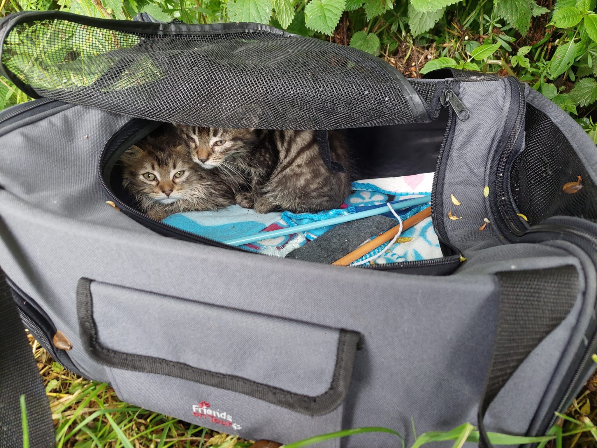 Die in Kärnten ausgesetzten Katzen wurden in ein Tierheim gebracht.
