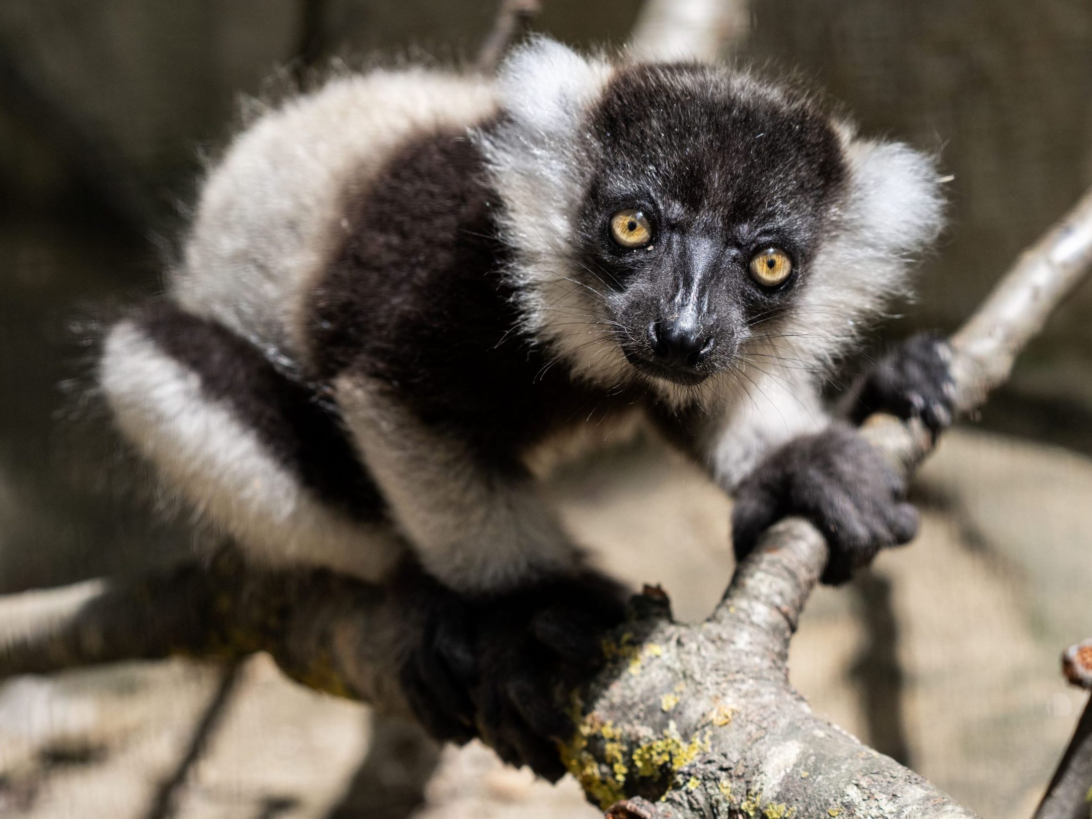 Der Zoo Schmiding freut sich über den Nachwuchs.