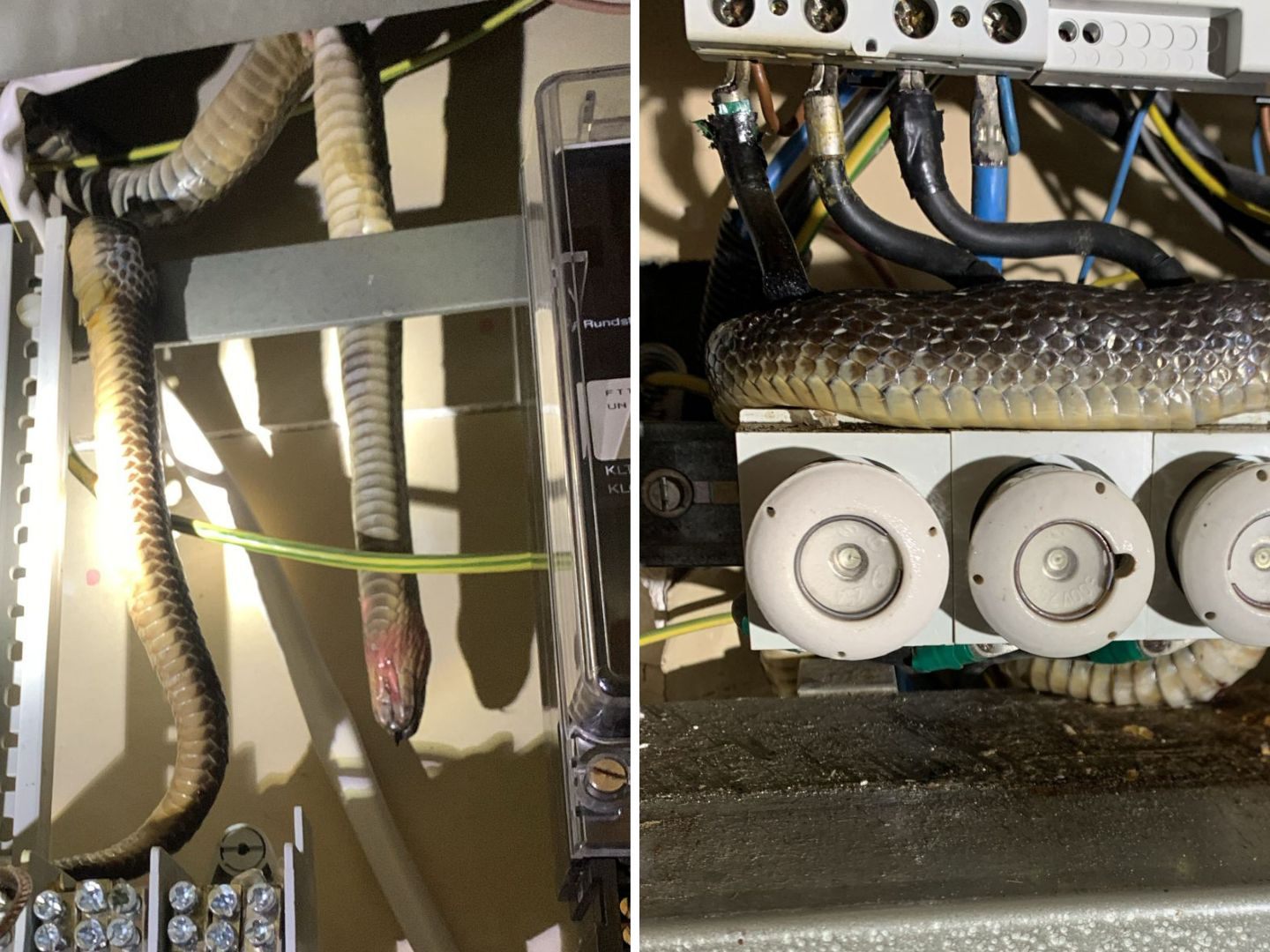 Ungewöhnlicher Fund im Zählerkasten.