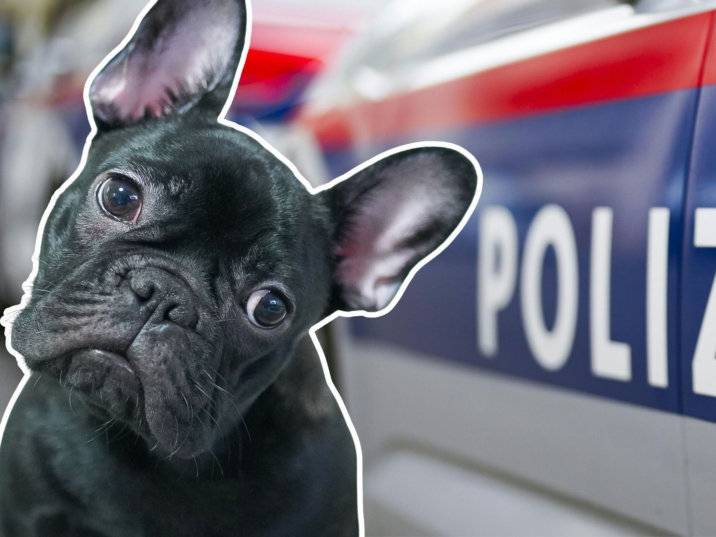 Der Mann soll wieder einen Hund gequält haben. Der Mann soll wieder einen Hund gequält haben.