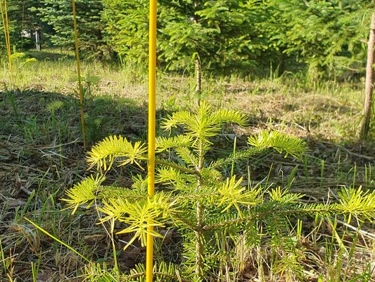 Aufforstung und Pflege von Jungbeständen