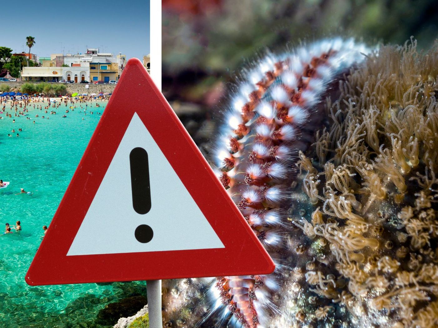 Feuerwürmer gefährden Urlauber an den Küsten von Sizilien, Apulien und Kalabrien.