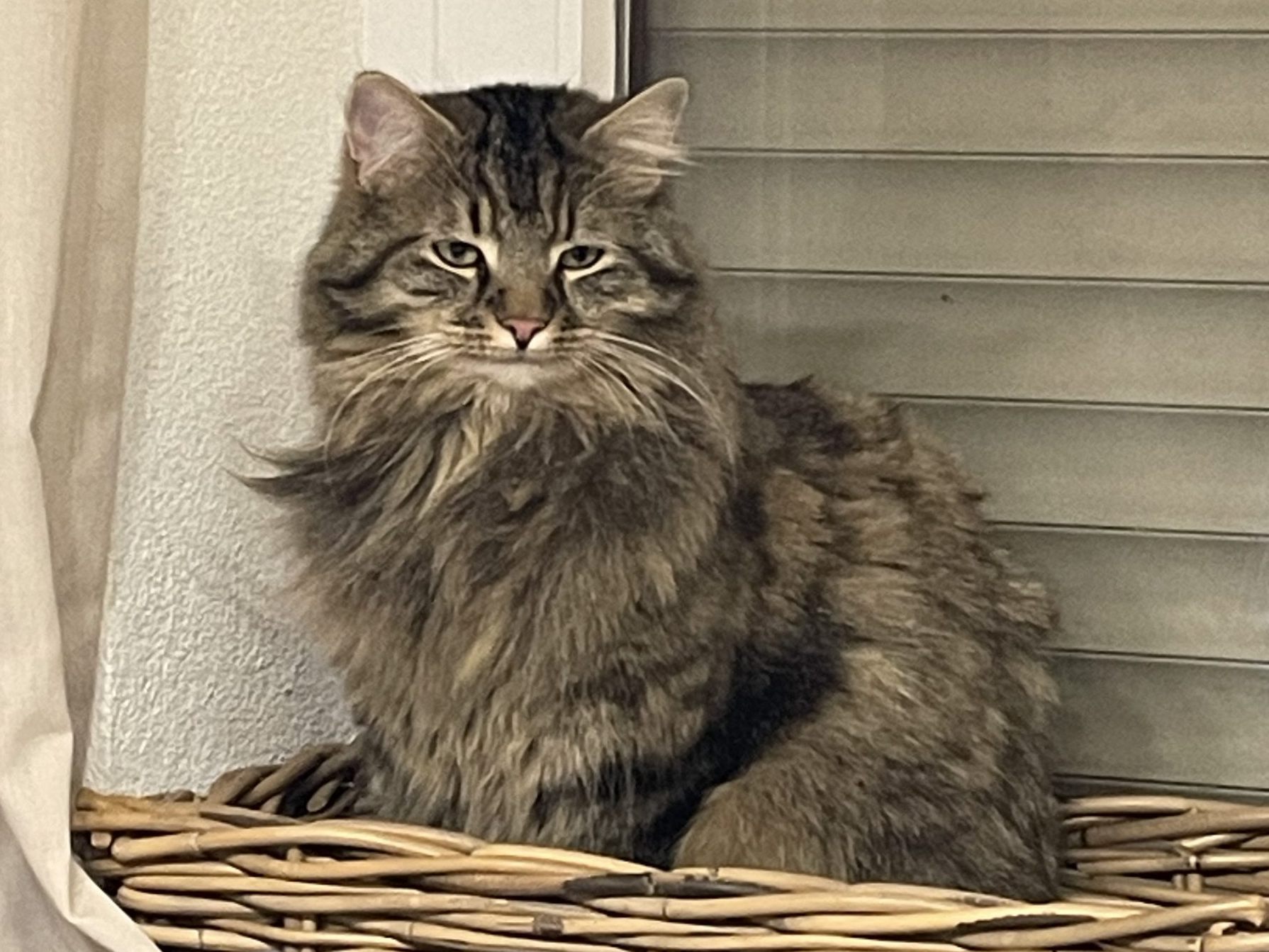 Kater Lei