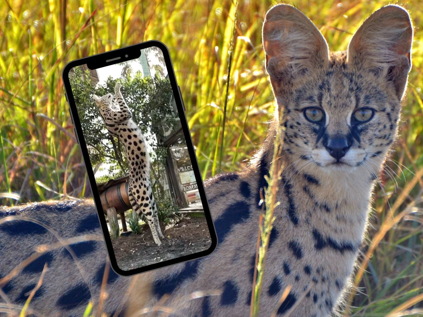 Die Serval-Katze ist hauptsächlich in den Savannen Afrikas beheimatet.