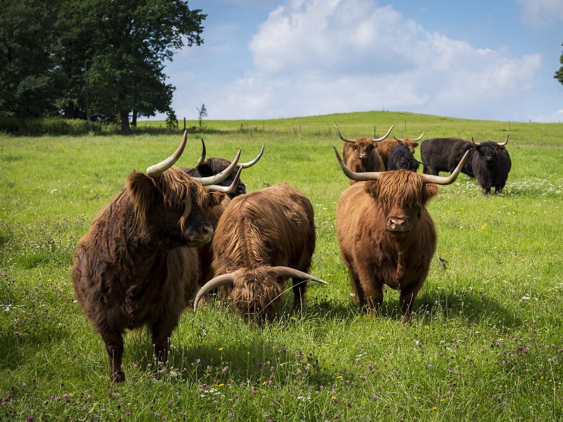 Die im Waldviertel ausgebüxten Hochlandrinder wurden getötet. Die im Waldviertel ausgebüxten Hochlandrinder wurden getötet.