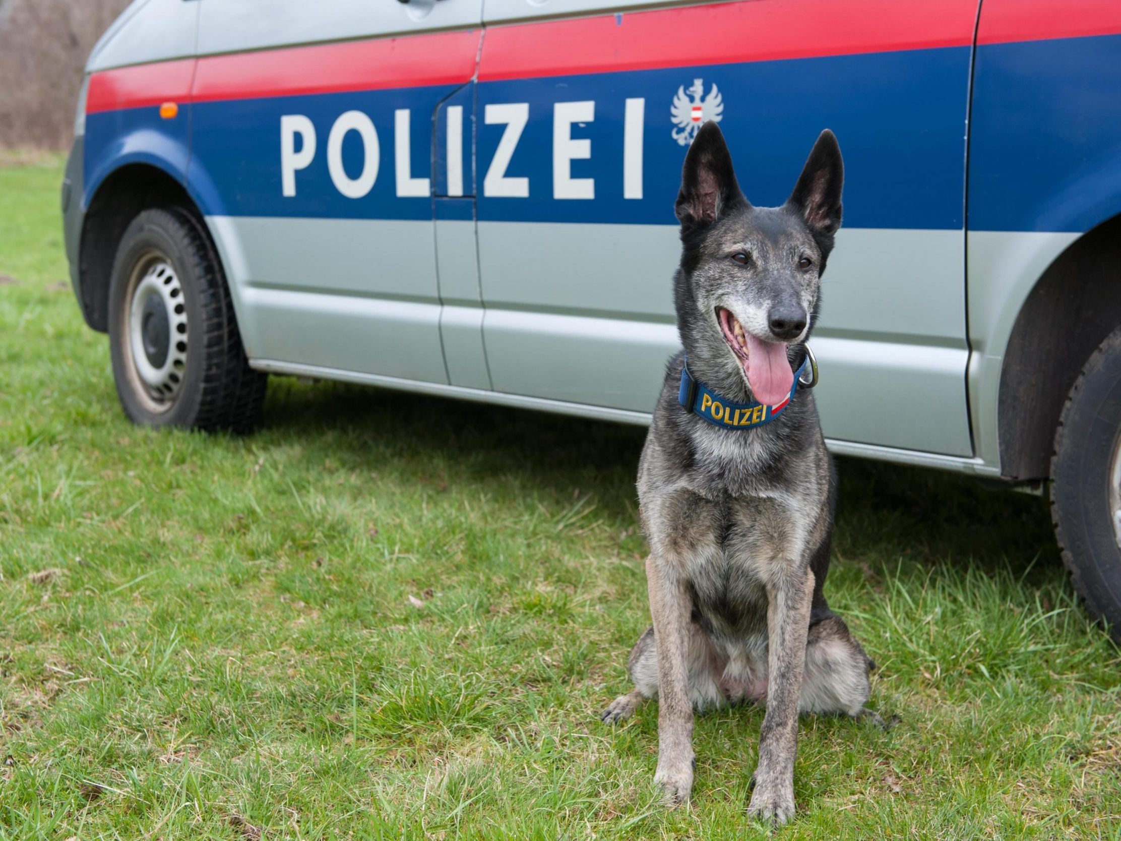 Die Polizeidiensthundeeinheit wird für Schüler in Wien präsentiert.