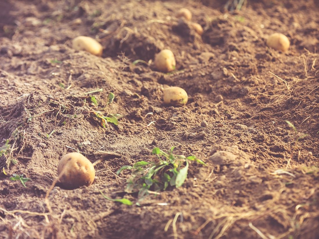 Heurige Erdäpfel wurden besonders früh geerntet.