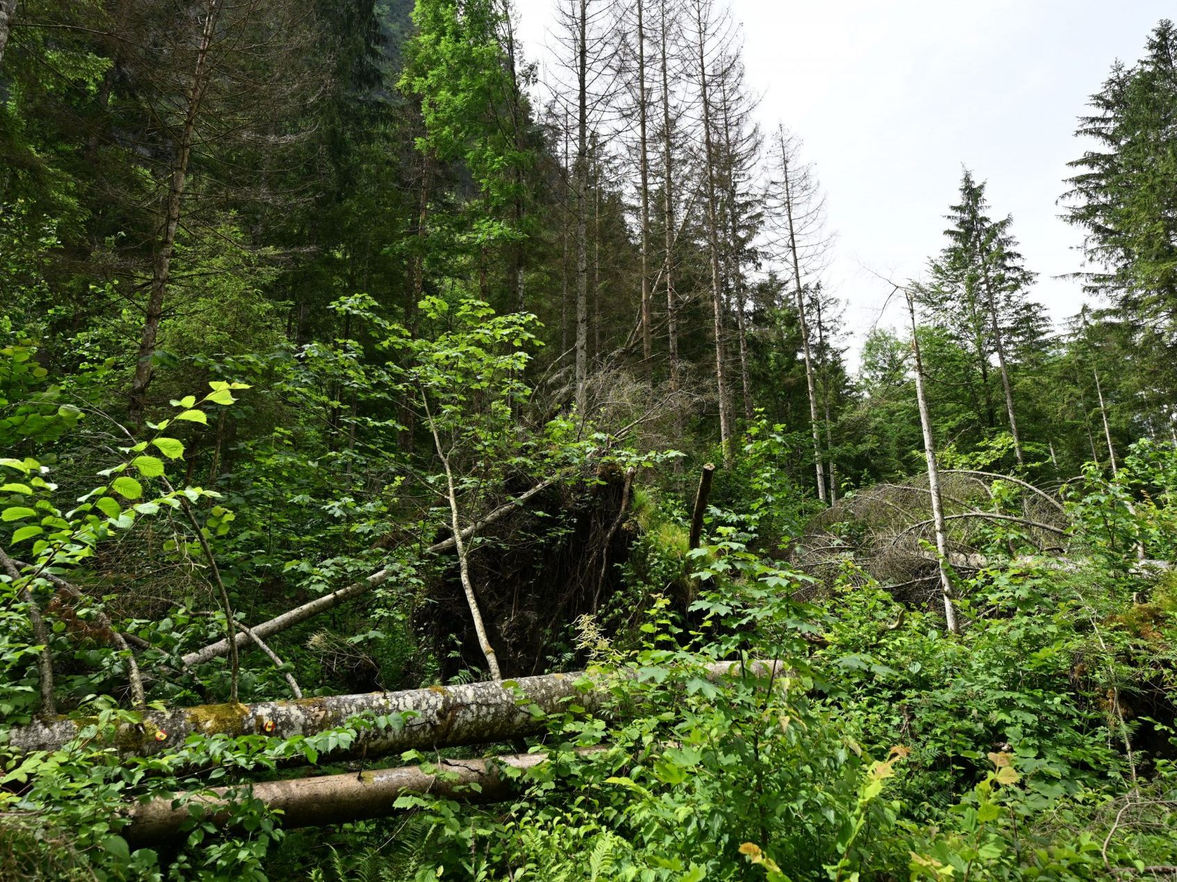 Die Nationalpark-Erweiterungsstudie muss umgearbeitet werden.