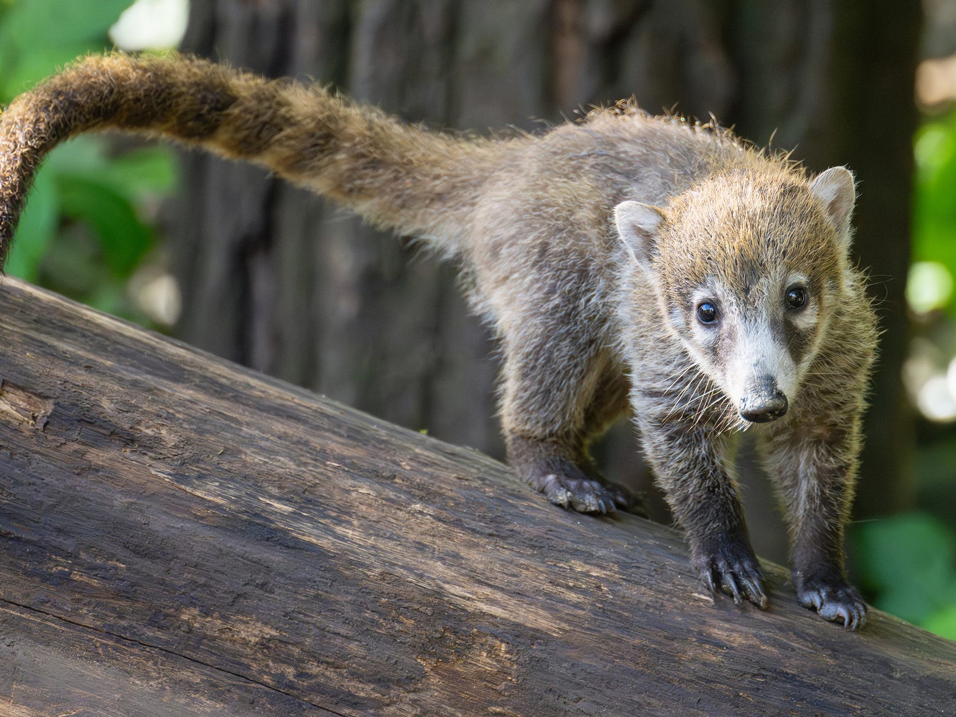 Vier Nasenbären-Jungtiere im Wiener Tiergarten Schönbrunn haben ihr abgesondertes Quartier verlassen.