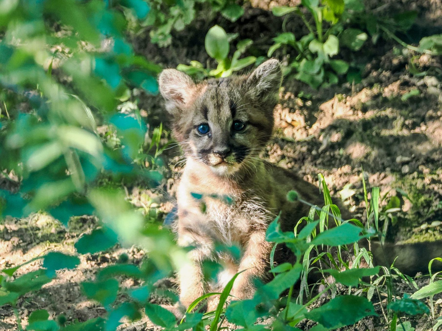 Puma-Nachwuchs im Zoo Salzburg.