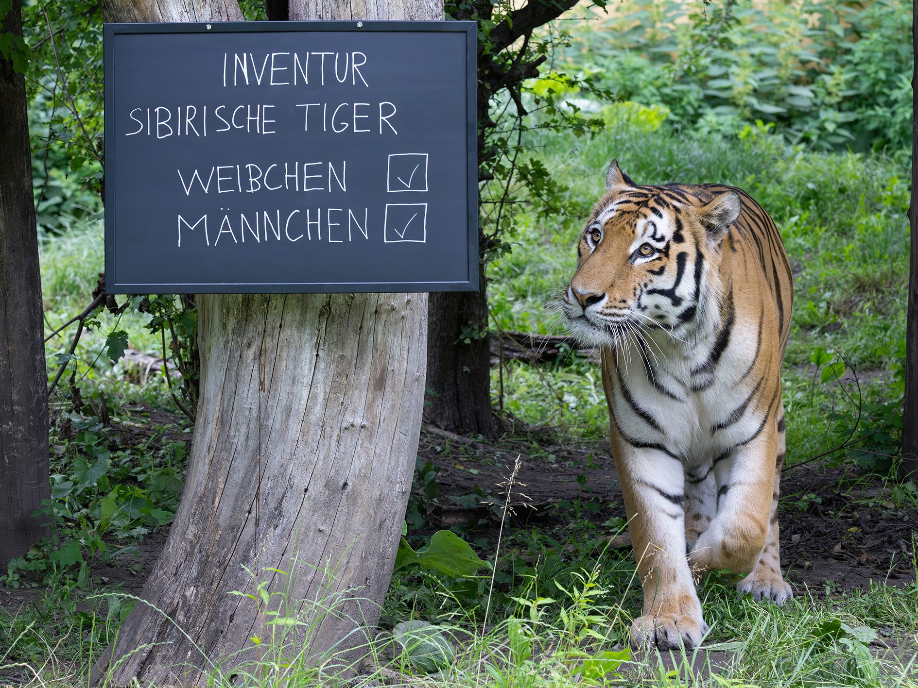 Tausende Tiere sind im Wiener Tiergarten Schönbrunn zu finden. Tausende Tiere sind im Wiener Tiergarten Schönbrunn zu finden.