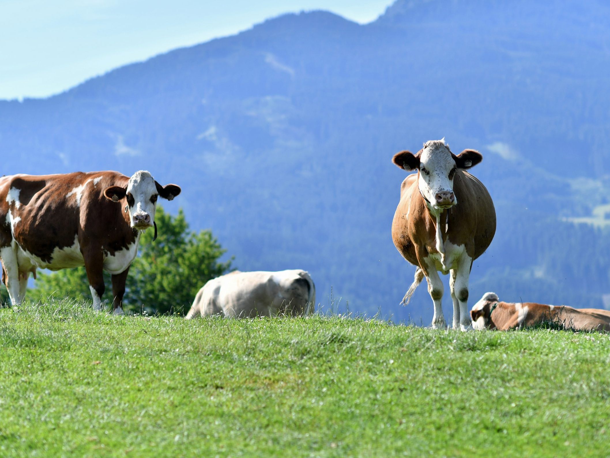 In Tirol hat es eine Kuh-Attacke gegeben.