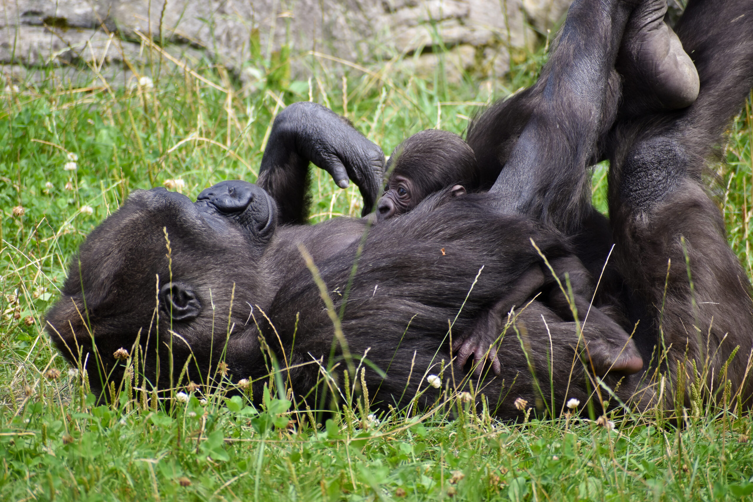 ©APA/ZOO SCHMIDING