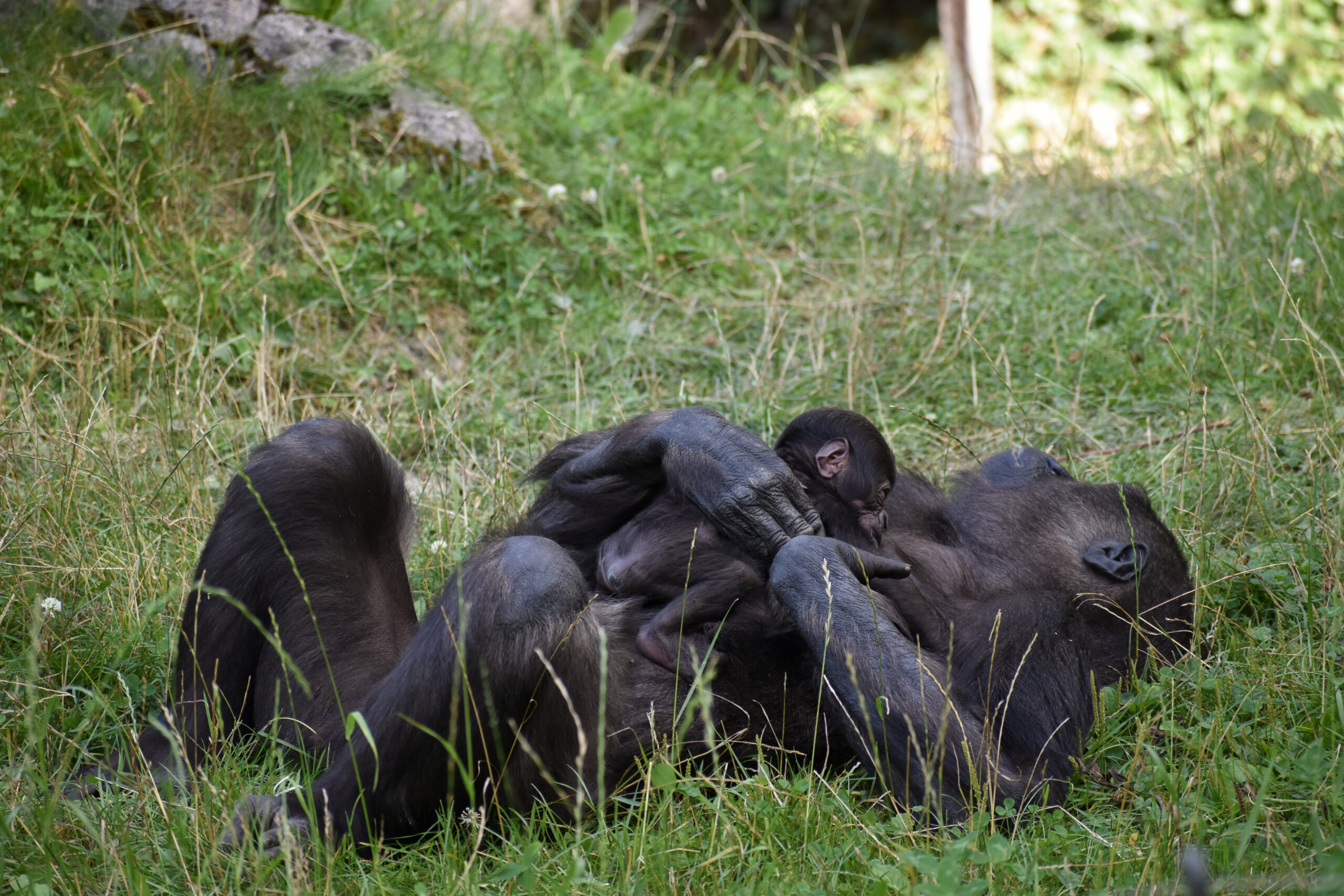 ©APA/ZOO SCHMIDING