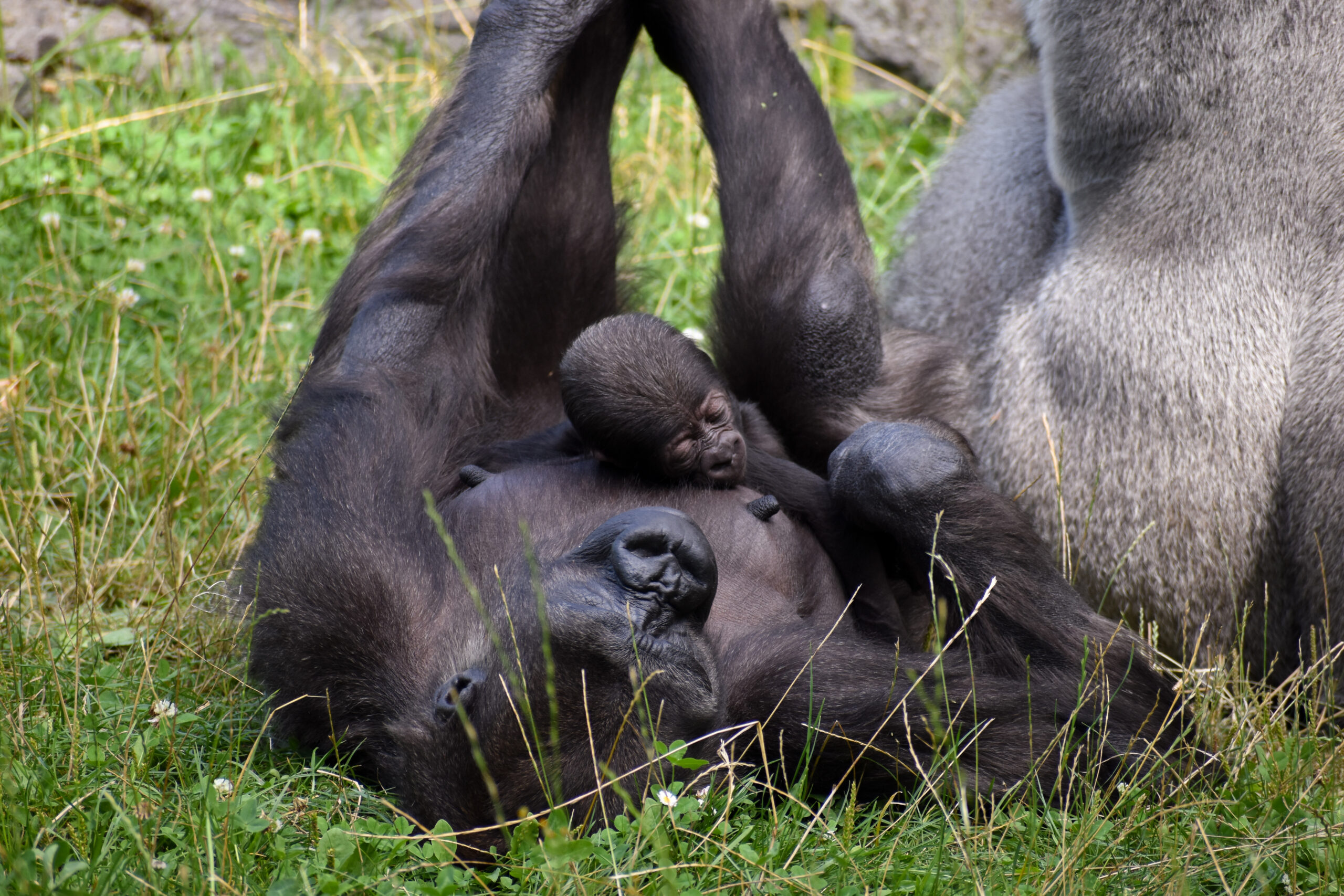 ©APA/ZOO SCHMIDING