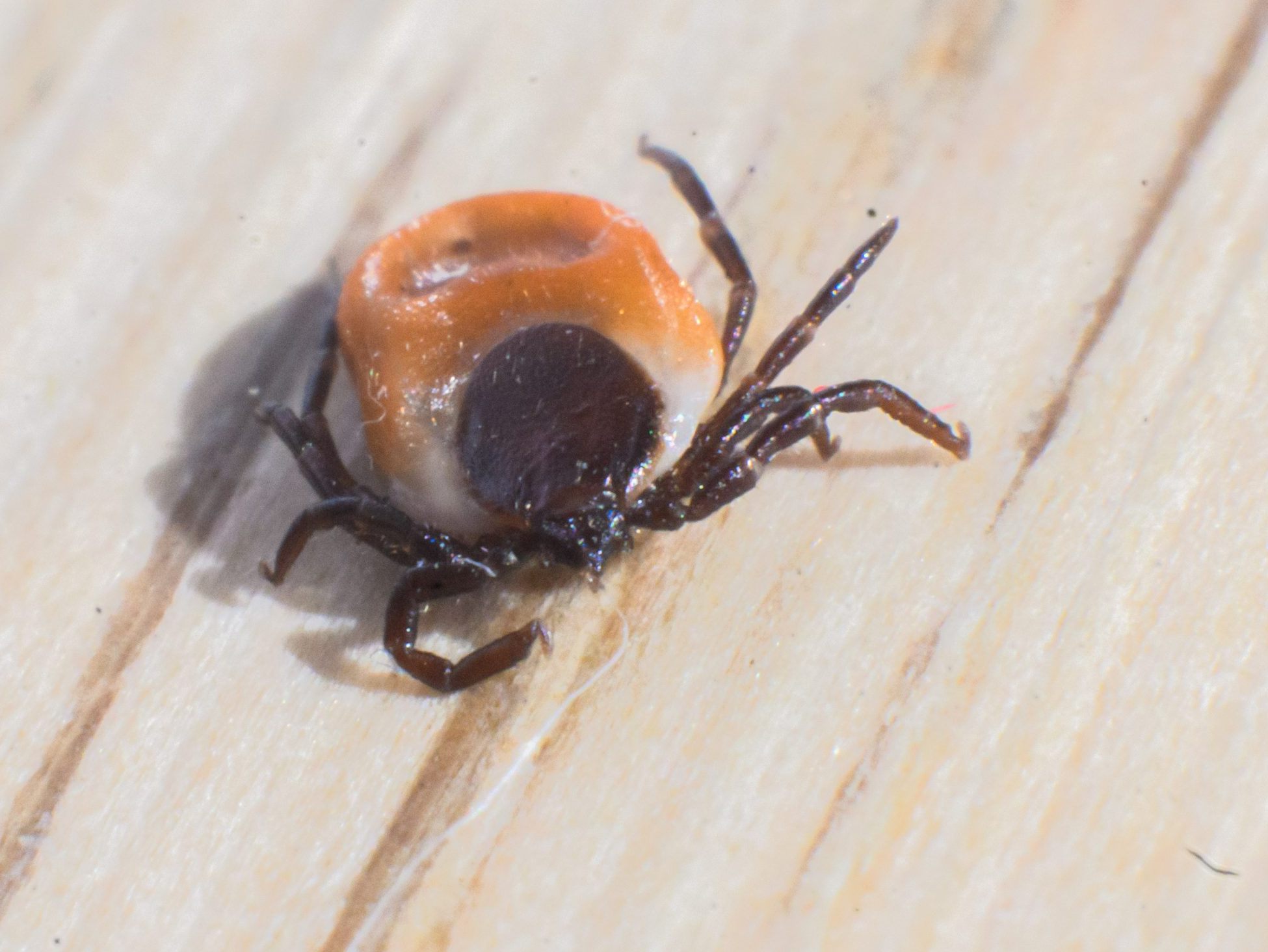 Die Diagnose der durch Zecken übertragenen Borreliose soll verbessert werden.