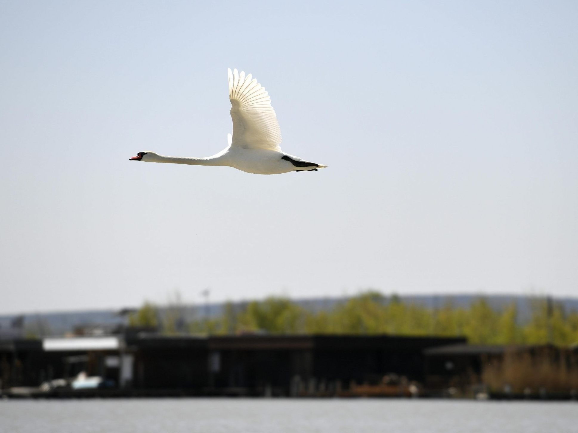 Flora und Fauna müssen bei dem geplanten Großprojekt am Neusiedler See erhalten bleiben. Flora und Fauna müssen bei dem geplanten Großprojekt am Neusiedler See erhalten bleiben.