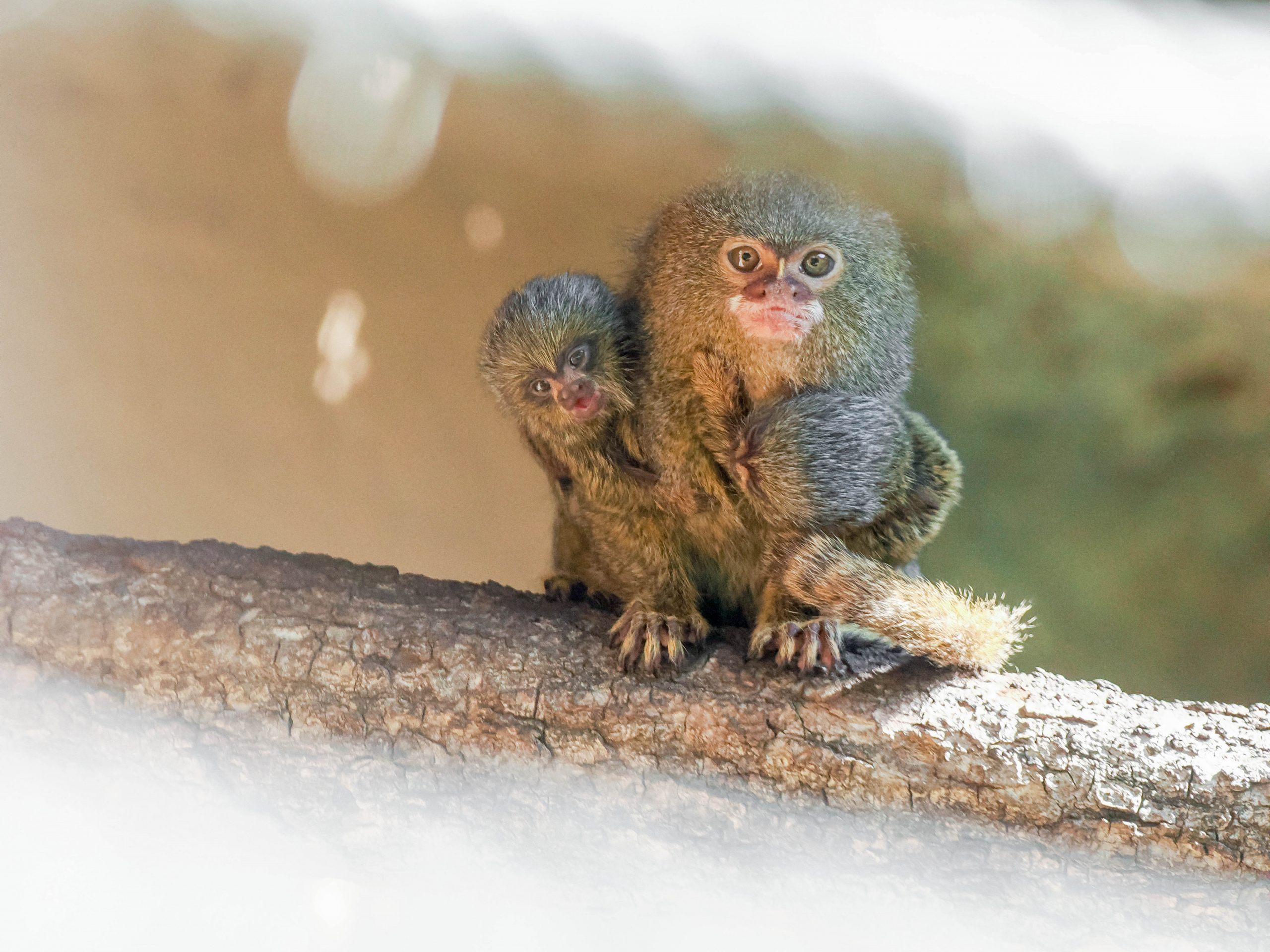 Gleich zweifacher Nachwuchs bei Zwergseidenaffen im Zoo Salzburg.