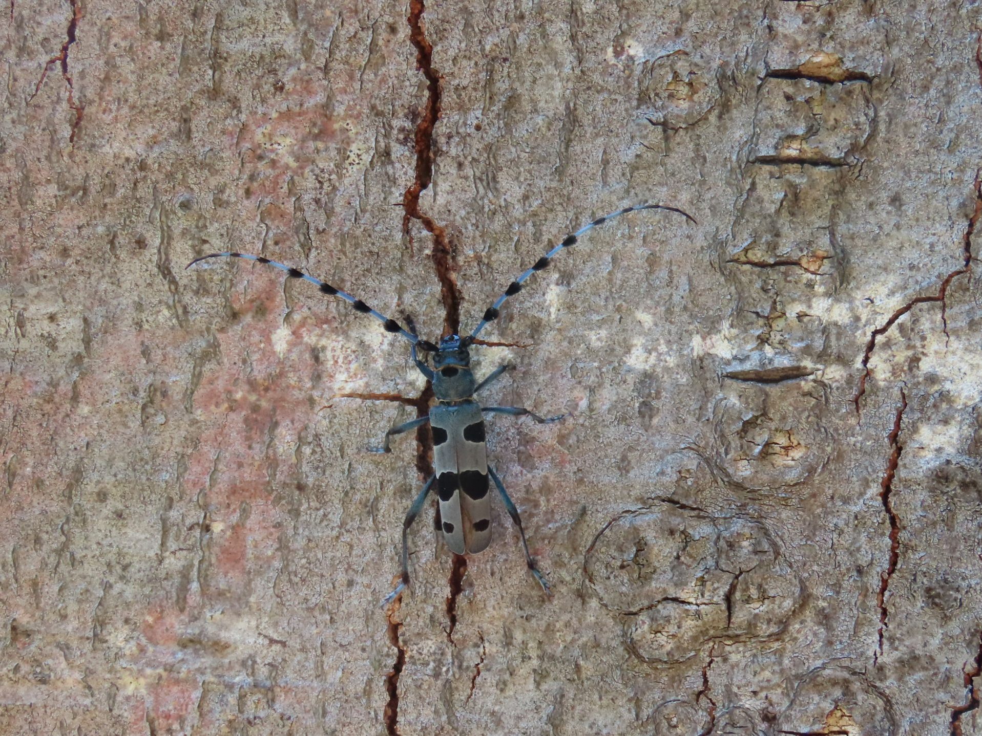 Der wunderschöne und seltene Alpenbockkäfer lebt in den Klostertaler Bergwäldern. Der wunderschöne und seltene Alpenbockkäfer lebt in den Klostertaler Bergwäldern.