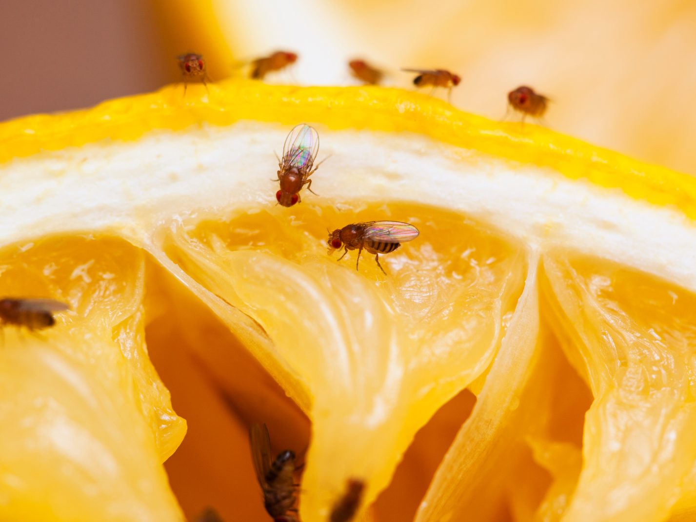 So werdet ihr Fruchtfliegen schnell wieder los.