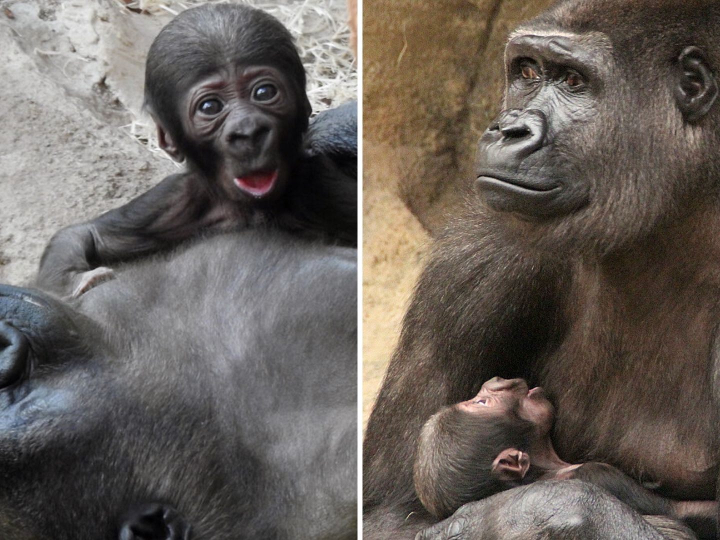 Gorilla Mutter "Kibibi" und Baby "Jabari".