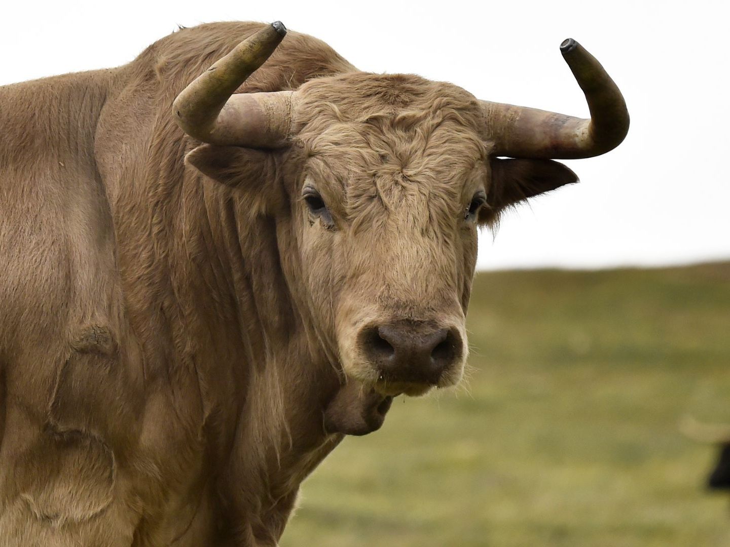Der entlaufene Stier wurde von einem Jäger erschossen.