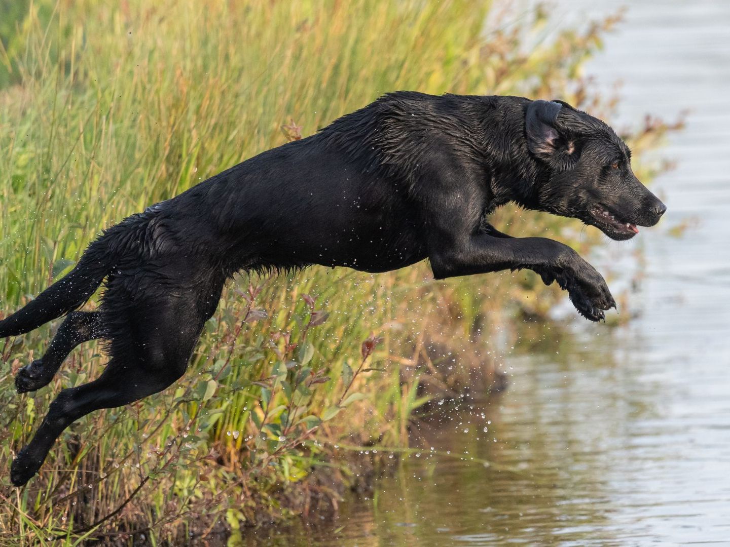 An den Hundebadeplätzen in Wien finden Vierbeiner Abkühlung.
