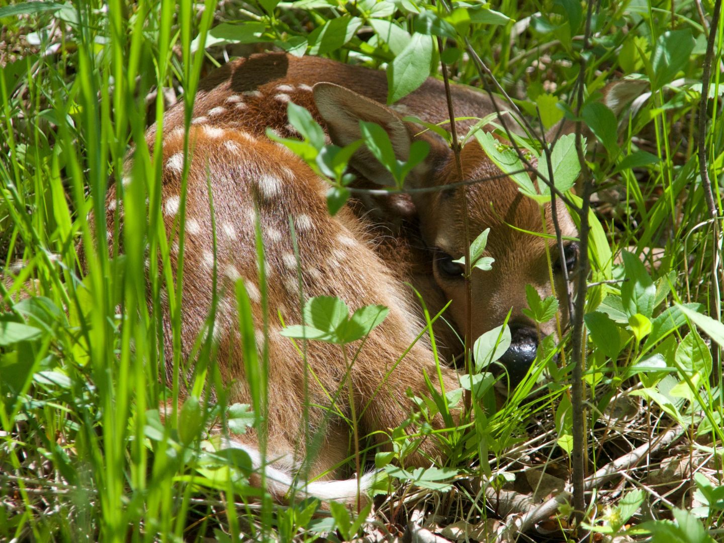 Sechs Rehkitze sind verendet.