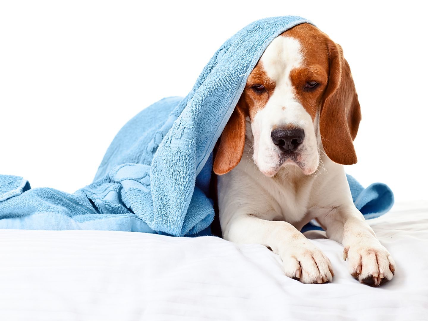Wenn's bei Hund und Katz zwickt, wird gerne Dr. Google um Rat gefragt.