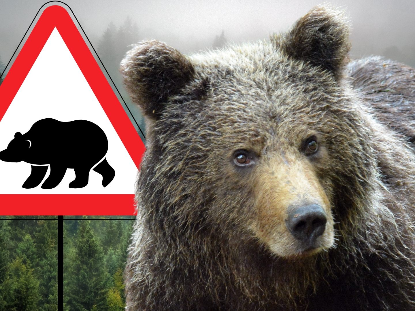 Bärenangriff auf französischen Touristen Bärenangriff auf französischen Touristen