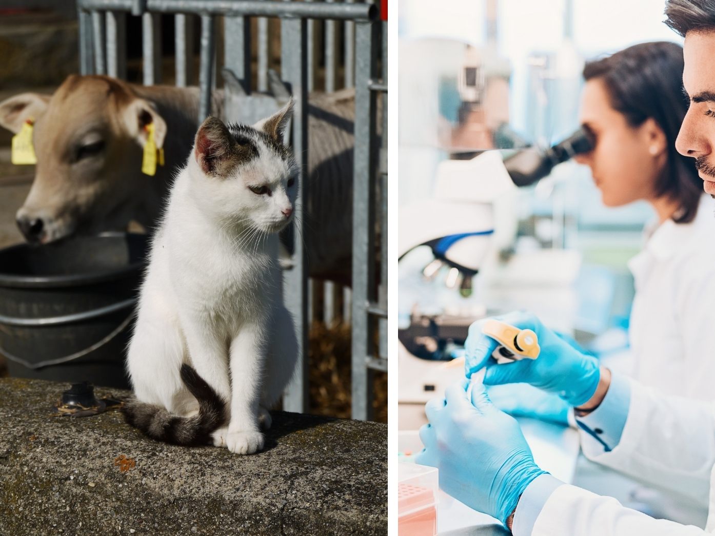 Vogelgrippevirus springt von Säugetier zu Säugetier