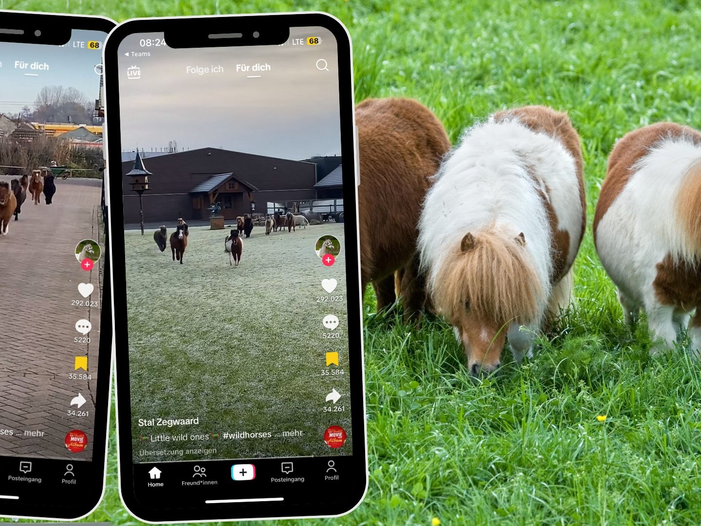 Canva (Symbolbild); @minihorseandmore/TikTok