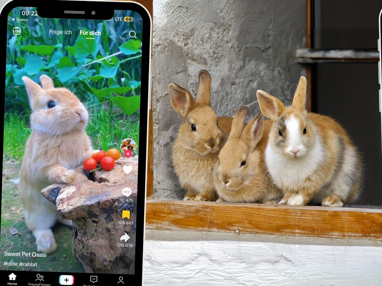 Canva (Symbolbild); @goldensun_pet/TikTok