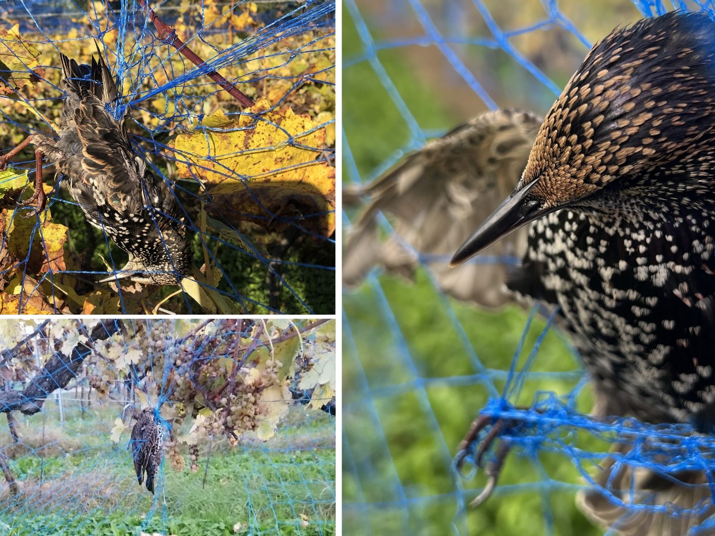 Zahlreiche Vögel sind in den Netzen verendet
