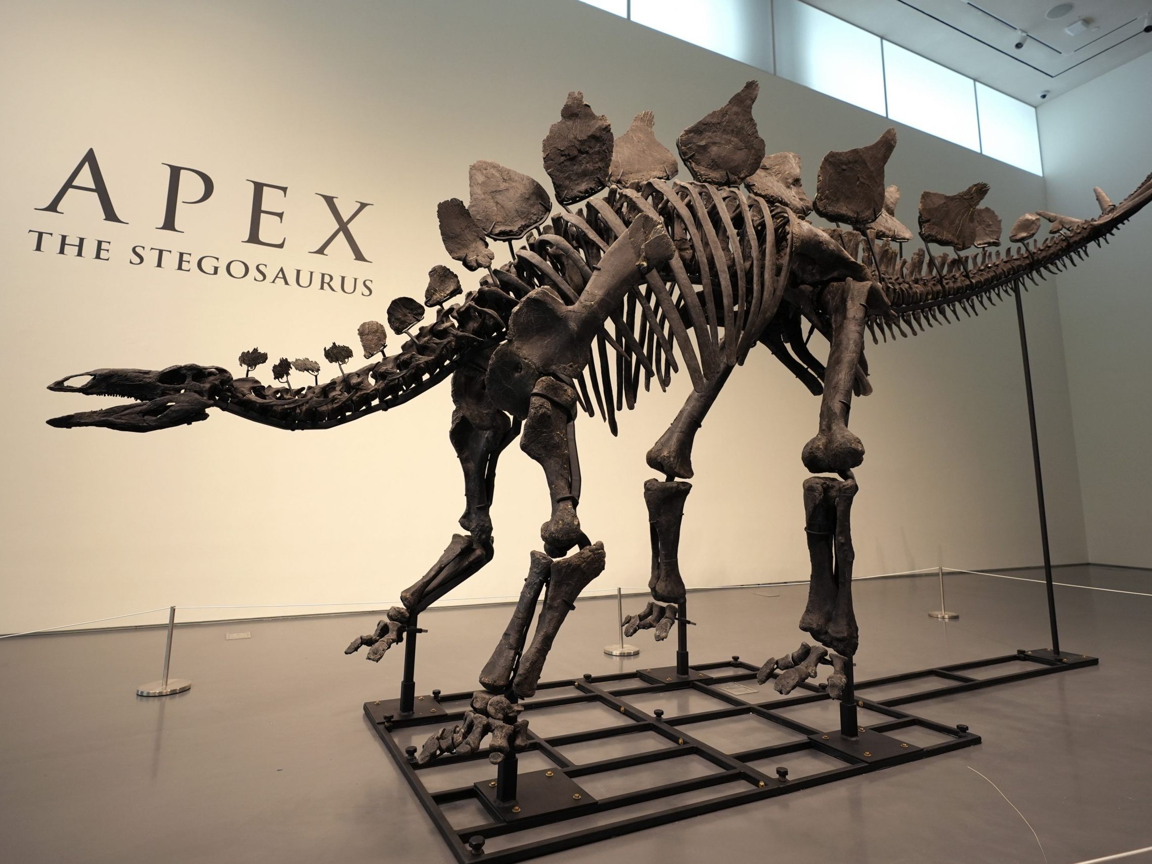 Der Stegosaurus "Apex", ausgestellt in New York. Der Stegosaurus "Apex", ausgestellt in New York.