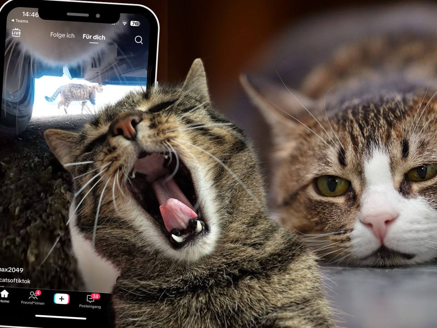 Ein faszinierendes Video zeigt eine ungewöhnliche Verfolgungsjagd zwischen zwei Katzen.