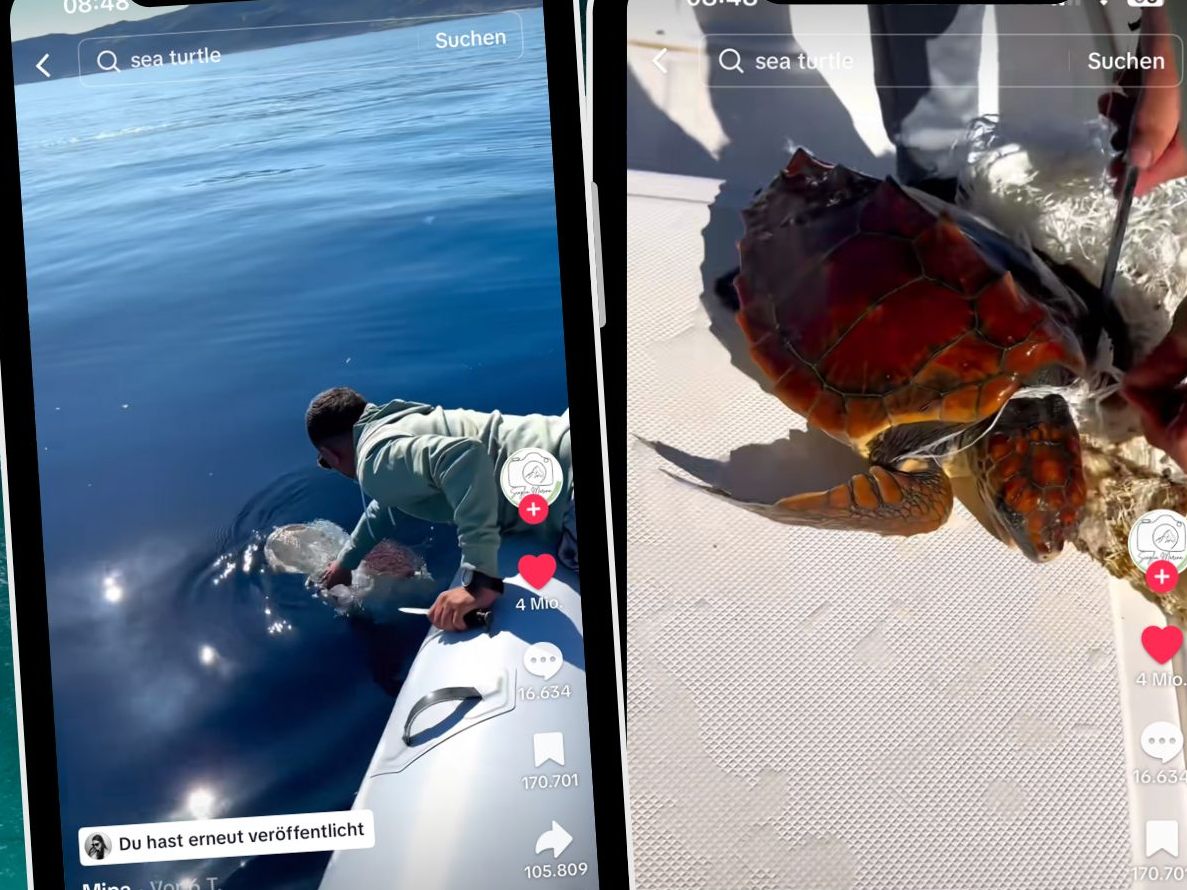 Schildkrötenrettung aus Netz