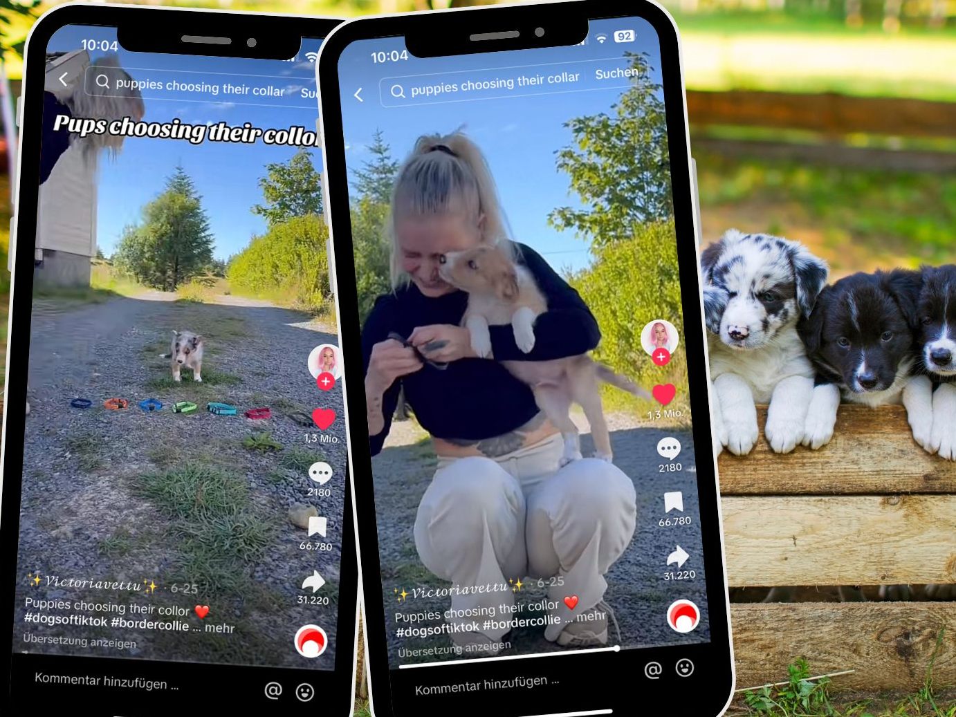 In einem herzerwärmenden Video bekommen Border Collie Welpen die Möglichkeit, ihr eigenes Hundehalsband auszuwählen. In einem herzerwärmenden Video bekommen Border Collie Welpen die Möglichkeit, ihr eigenes Hundehalsband auszuwählen.
