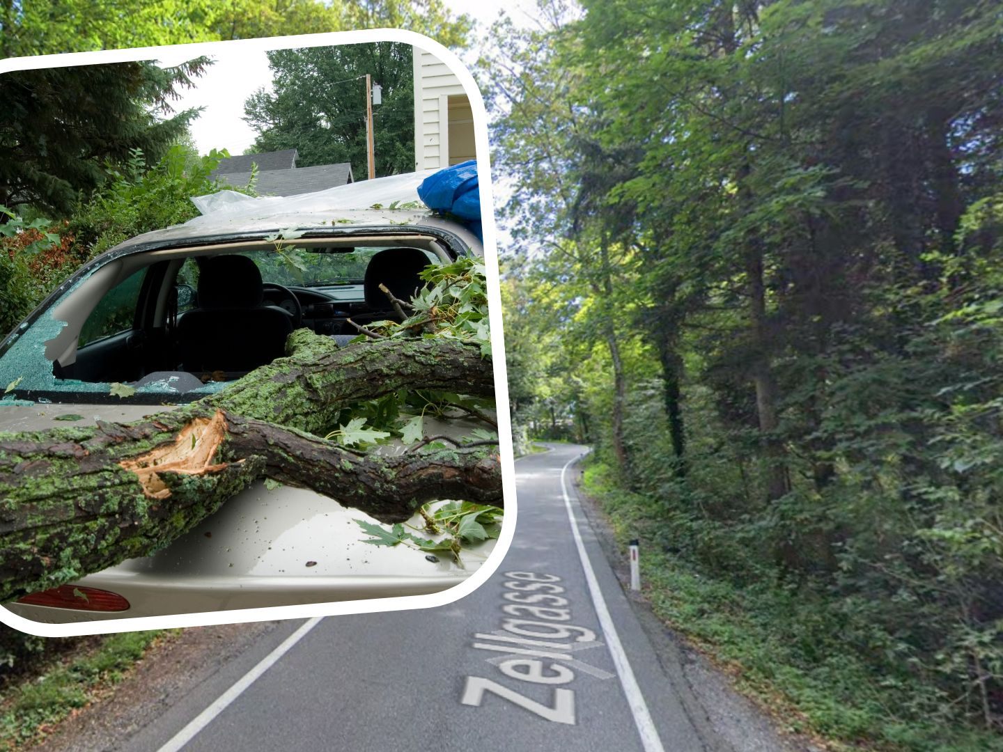 In Lustenau fiel ein Baum auf ein besetztes Auto In Lustenau fiel ein Baum auf ein besetztes Auto